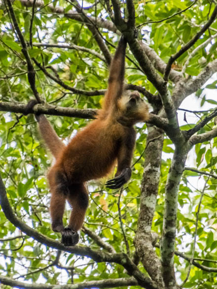 Corcovado National Park